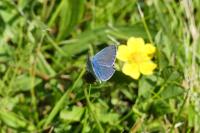 Polyommatus icarus