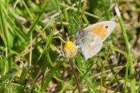 Coenonympha pamphilus