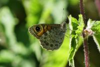 Lasiommata maera