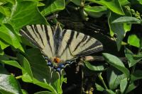 Iphiclides podalirius