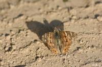 Vanessa cardui