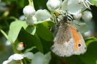 Coenonympha pamphilus