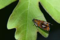 Olethreutes arcuella