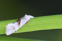 Cochylimorpha straminea