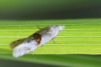 Cochylimorpha straminea