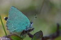 Callophrys rubi