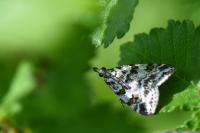 Scoparia pyralella