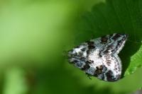 Scoparia pyralella