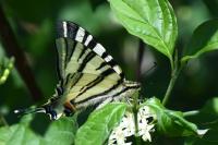 Iphiclides podalirius