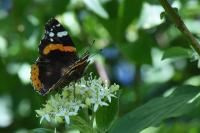 Vanessa atalanta