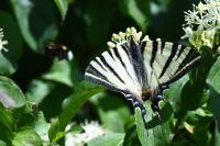 Iphiclides podalirius
