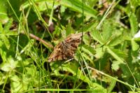 Euclidia glyphica