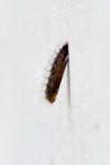 Emmelina monodactyla