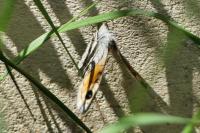 Lasiommata maera