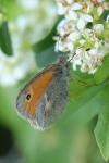 Coenonympha pamphilus