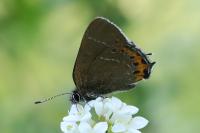 Satyrium pruni