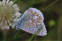 Lysandra bellargus
