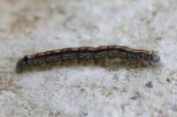 Malacosoma neustria