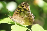 Pararge aegeria