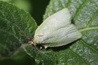 Tortrix viridana