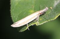 Pleurota aristella