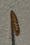 Emmelina monodactyla
