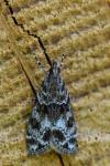 Eudonia mercurella