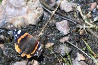Vanessa atalanta