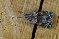 Eudonia mercurella