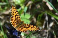 Boloria selene