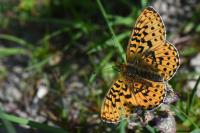 Boloria euphrosyne
