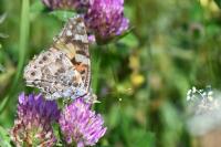 Vanessa cardui