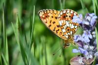 Boloria selene