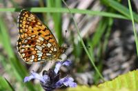 Boloria selene