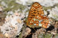 Boloria euphrosyne
