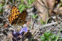 Boloria selene