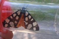 Arctia villica