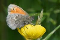 Coenonympha pamphilus