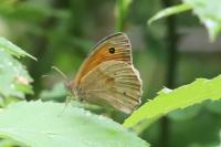 Maniola jurtina