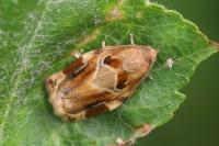 Archips xylosteana