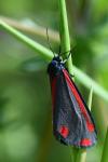 Tyria jacobaeae