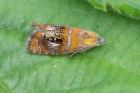 Olethreutes arcuella