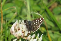 Pyrgus malvae