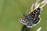 Pyrgus malvae