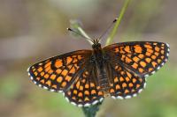 Melitaea athalia