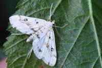 Parapoynx stratiotata