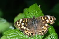 Pararge aegeria