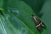 Nemophora degeerella