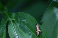 Nemophora degeerella