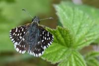 Pyrgus malvae